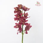 Cymbidium Orchids AAA Brown - (Per Stem)