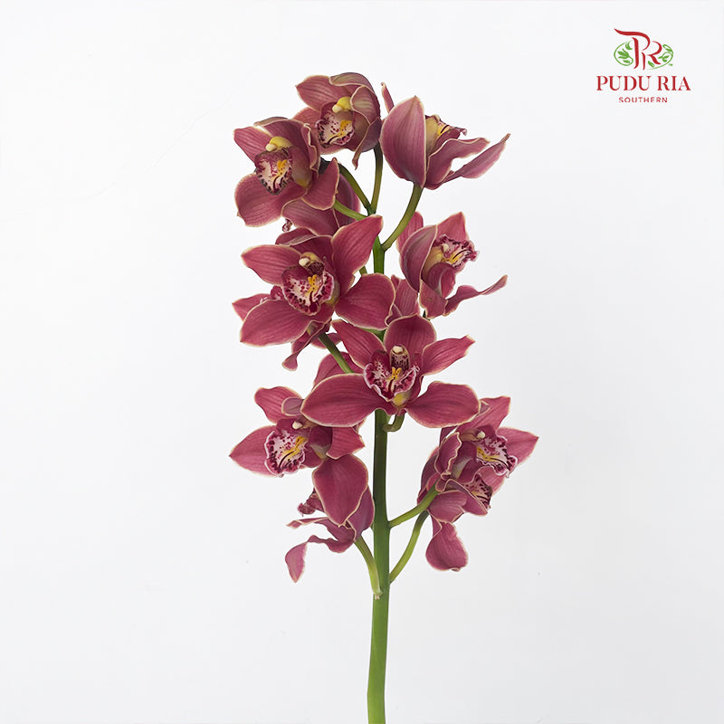 Cymbidium Orchids AAA Brown - (Per Stem)