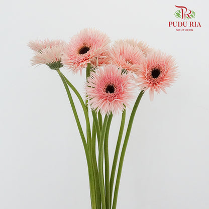 Gerbera Spider Mini - Pink - Pudu Ria Florist Southern