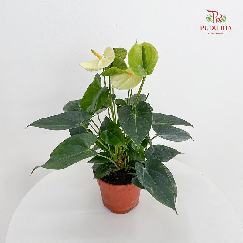 Anthurium Mix - White