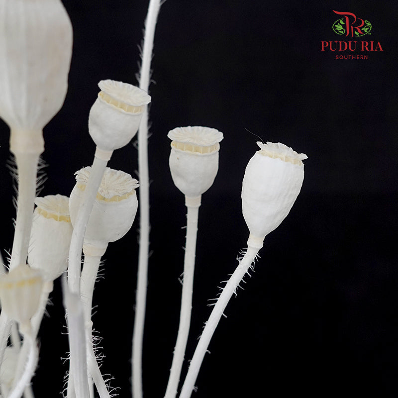 Dry Corn Poppy Fruit - White
