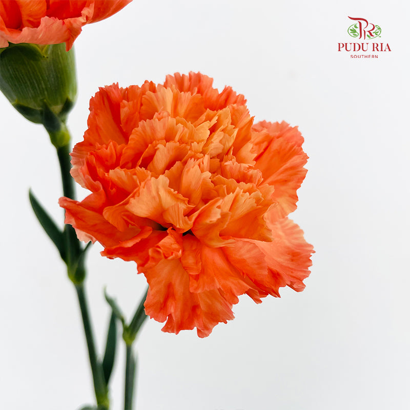 Carnation Orange Hermes 康乃馨 - (8-10 Stems)