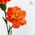 Carnation Orange Hermes 康乃馨 - (8-10 Stems)