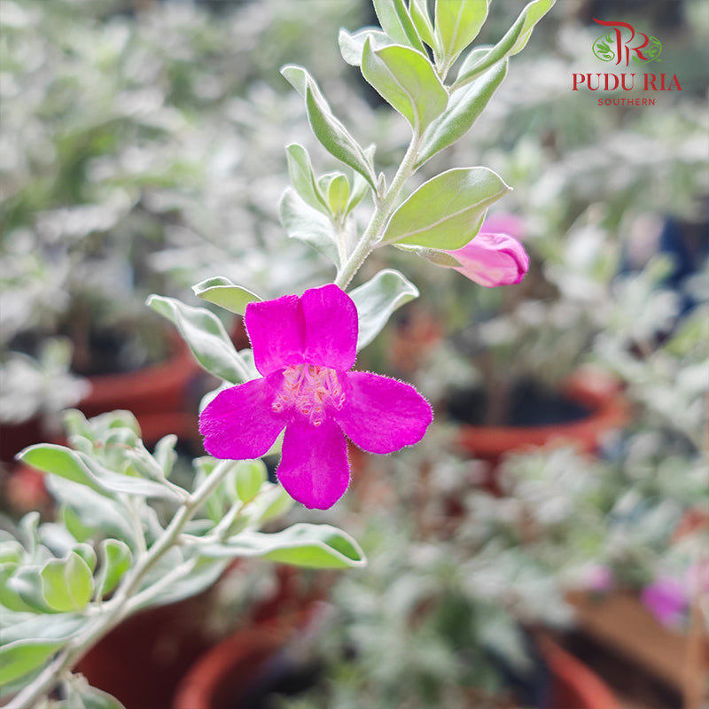 Leucophyllum