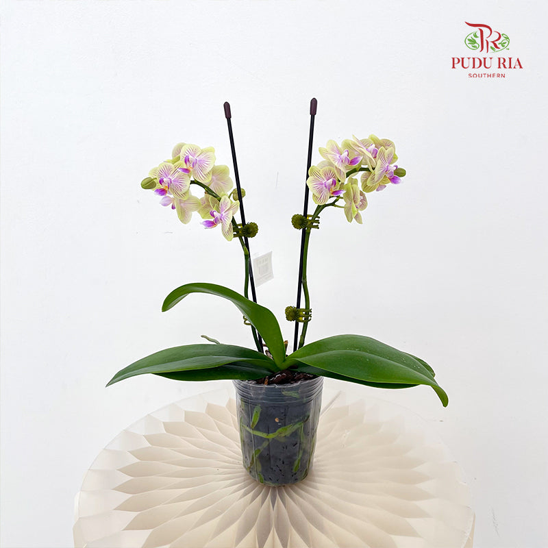 Phalaenopsis Orchid Green Line Purple Double Stem Small