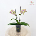 Phalaenopsis Orchid Green Line Purple Double Stem Small