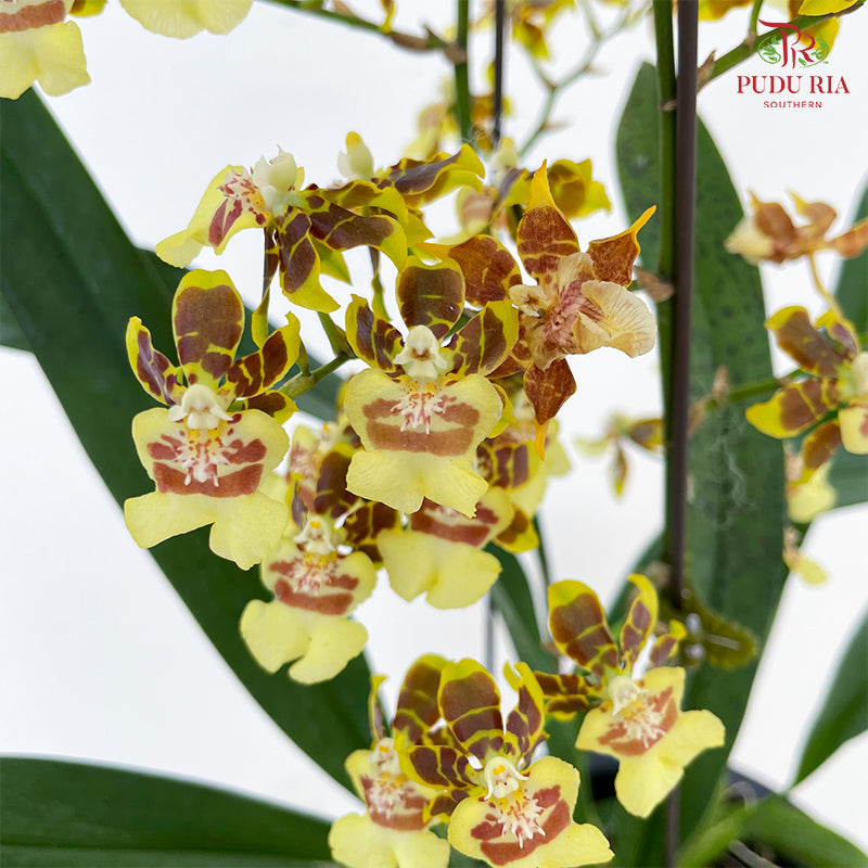 Treegrow Oncidium Plant Yellow
