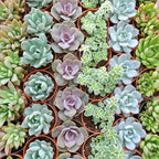 Succulent Mixed (S)