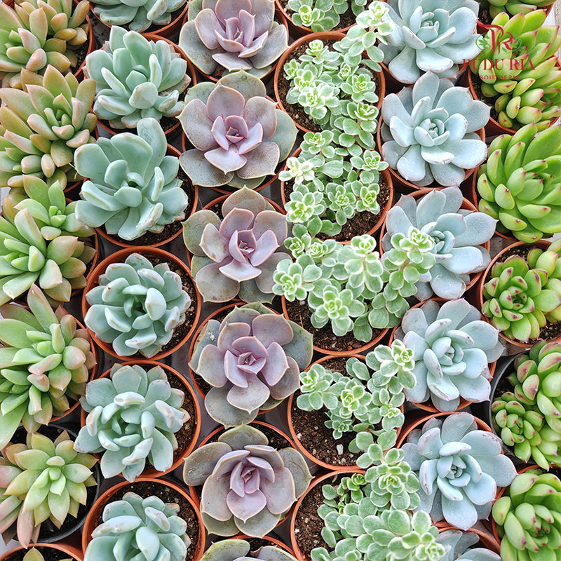 Succulent Mixed (S) Buy3@RM10