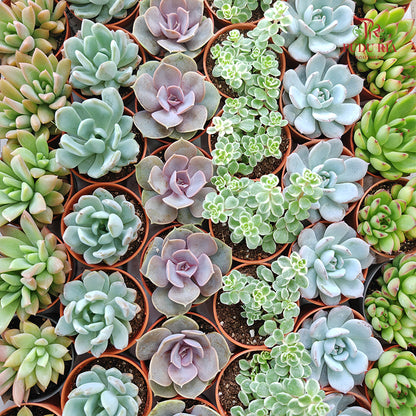 Succulent Mixed (S) Buy3@RM10