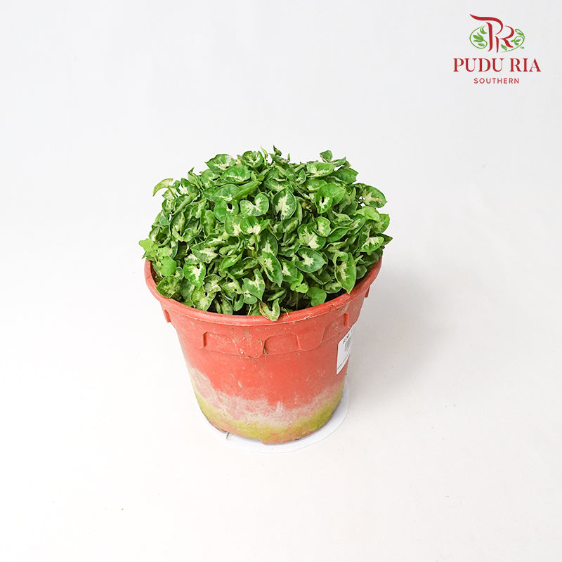 Mini Syngonium - Pudu Ria Florist Southern