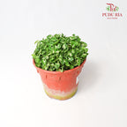 Mini Syngonium - Pudu Ria Florist Southern