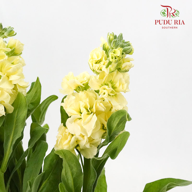 Matthiola Yellow - 5 Stems - Pudu Ria Florist Southern