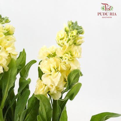 Matthiola Yellow - 5 Stems - Pudu Ria Florist Southern