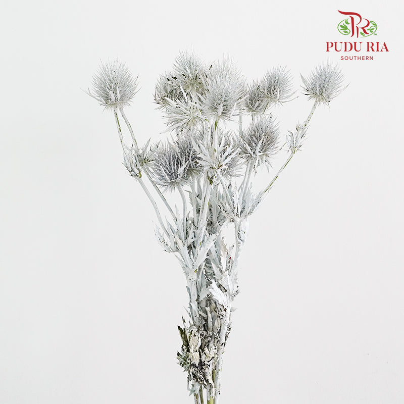 Eryngium Dyed Silver - (5 Stems)