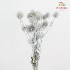 Eryngium Dyed Silver - (5 Stems)