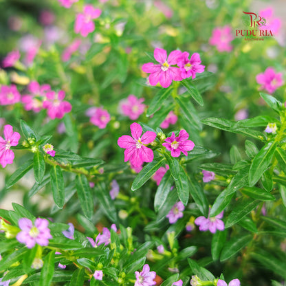 Cuphea Hyssopifolia - Pink