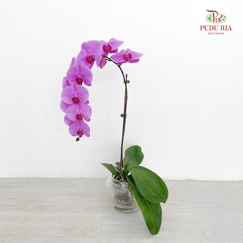 Phalaenopsis Orchid Purple Big Single Stem #6