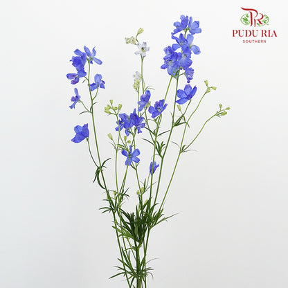 Delphinium Grandiflorum Blue - Pudu Ria Florist Southern