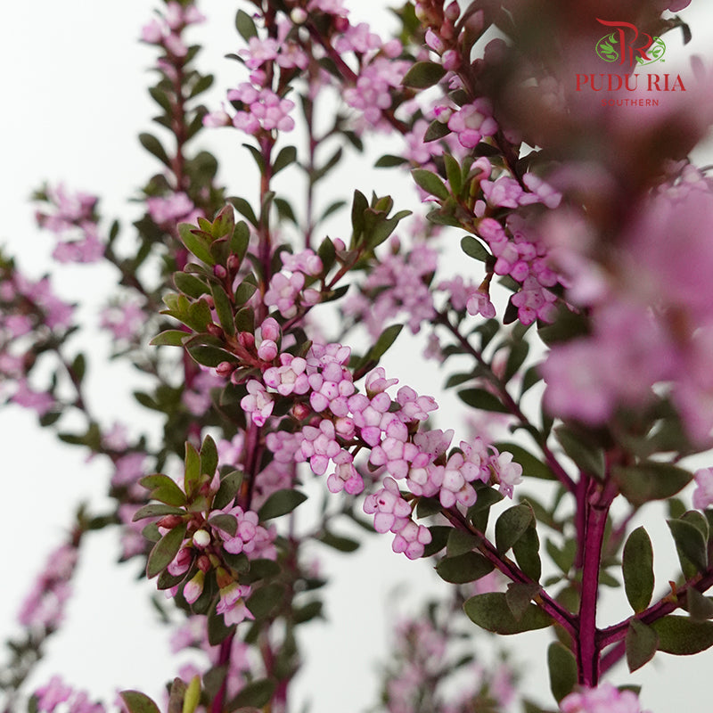Snow Plum Pink - Pudu Ria Florist Southern