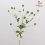 Scabiosa Colour Brown 风车果 - (Per Bundle)