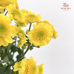 Chrysanthemum Pompom Daisy Scrambled Egg - (10-12 Stems)