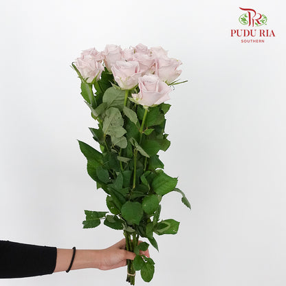 Rose Manta (8-10 Stems) - Pudu Ria Florist Southern