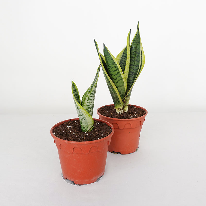 Sansevieria Superba Small 富利木荷虎尾兰