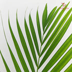 Yellow Palm Leaf 棕榈叶 (L) - (10 Stems)