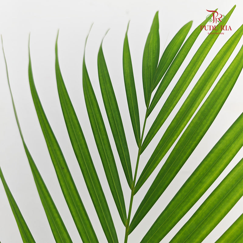 Yellow Palm Leaf 棕榈叶 (L) - (10 Stems)