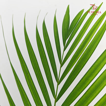 Yellow Palm Leaf (M) - (10 Stems)