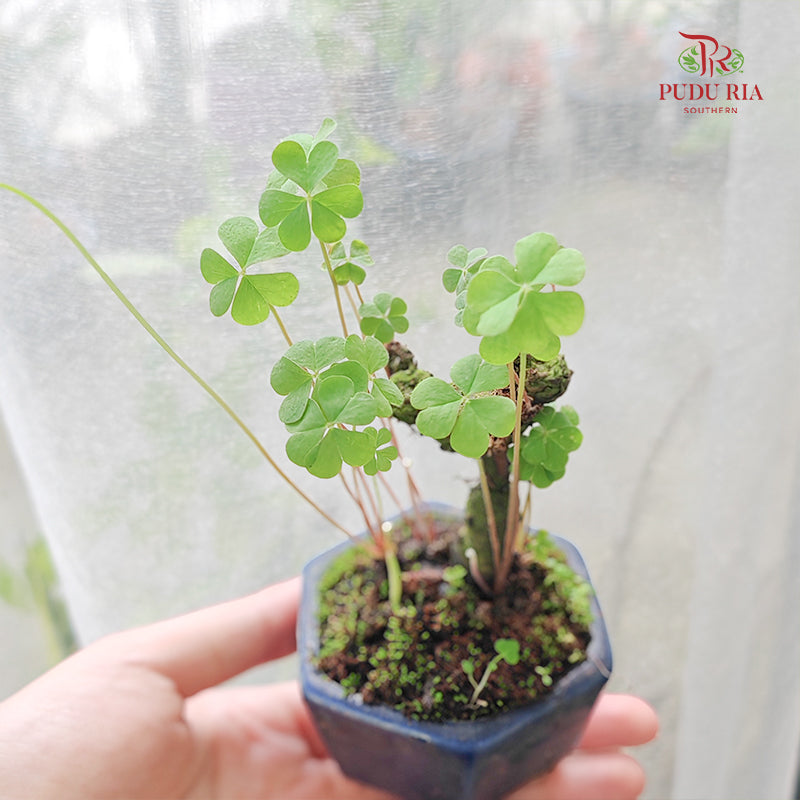 Clover Leaf