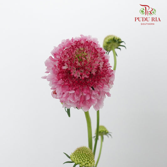 Scabiosa Colour Light Pink (Per Bundle) - Pudu Ria Florist Southern