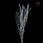 Dry Thlaspi