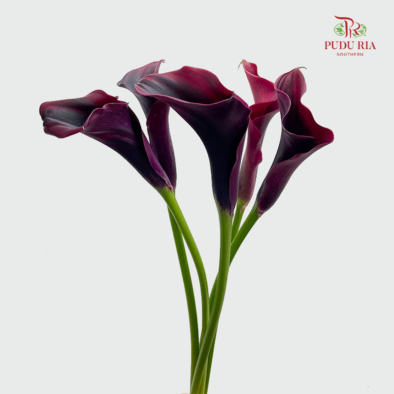 Calla Lily Purple 海芋 - (5 Stems)