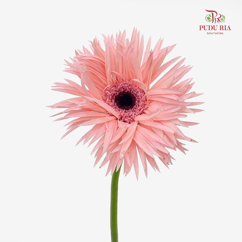 Gerbera Spider Pink 拉丝非洲菊 - (8-10 Stems)