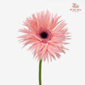 Gerbera Spider Pink 拉丝非洲菊 - (8-10 Stems)