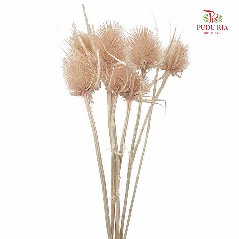 Dry Cardus - Natural