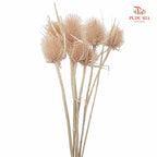 Dry Cardus - Natural