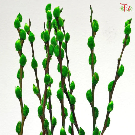 银柳 Pussy Willow Green  (3Ft) - (10 Stems)