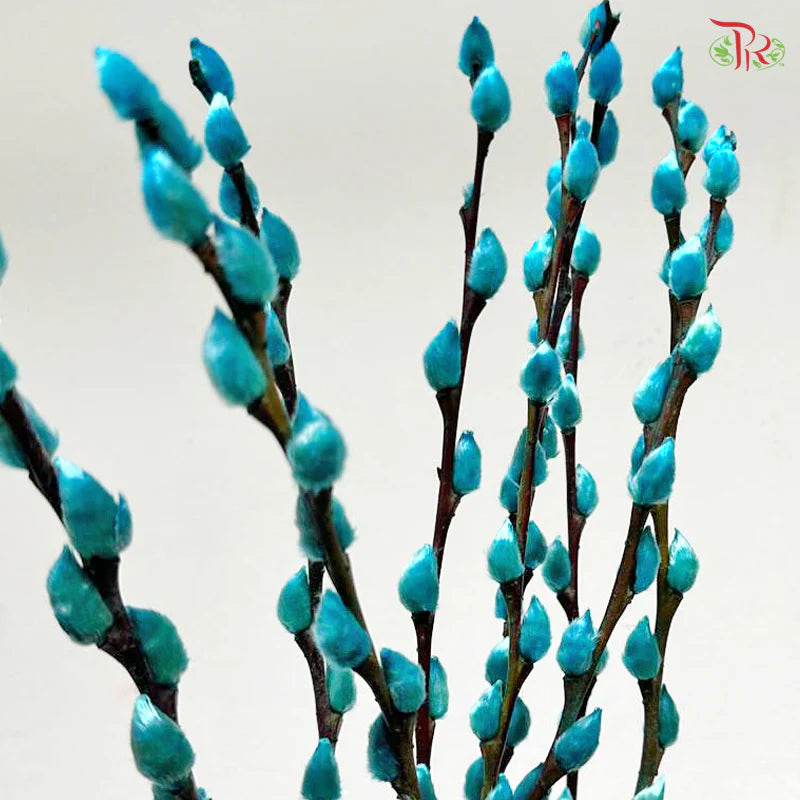银柳 Pussy Willow Light Blue (3Ft) - (10 Stems)