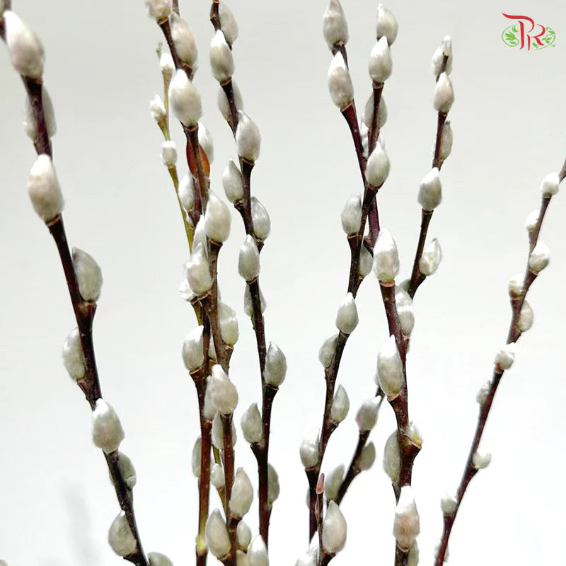 银柳 Pussy Willow White (3Ft) - (10 Stems)