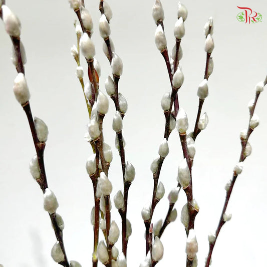 银柳 Pussy Willow White (3Ft) - (10 Stems)