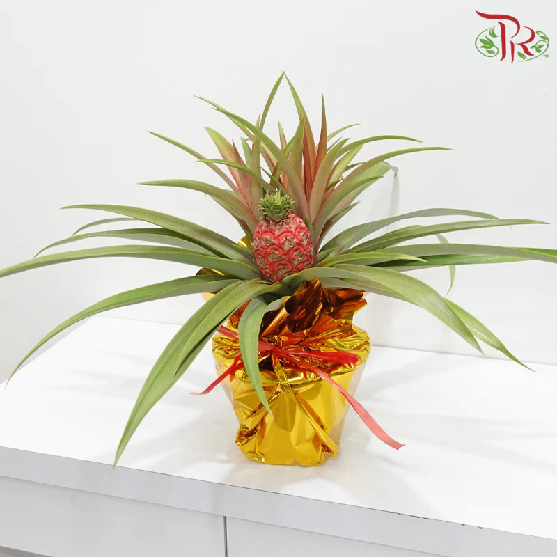 Prosperity Pineapple 招财凤梨