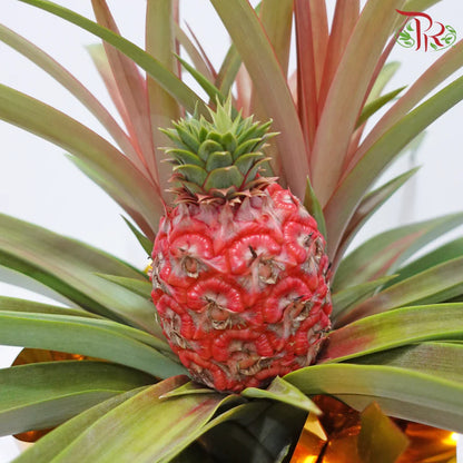 Prosperity Pineapple 招财凤梨
