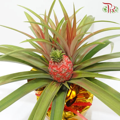 Prosperity Pineapple 招财凤梨