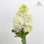 Hydrangea Dyed White 绣球花 - (Per Stem)