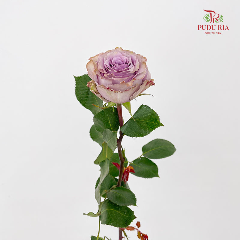 Rose Princess Kaori 玫瑰香織公主 - (10-12 Stems)