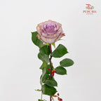 Rose Princess Kaori 玫瑰香織公主 - (10-12 Stems)