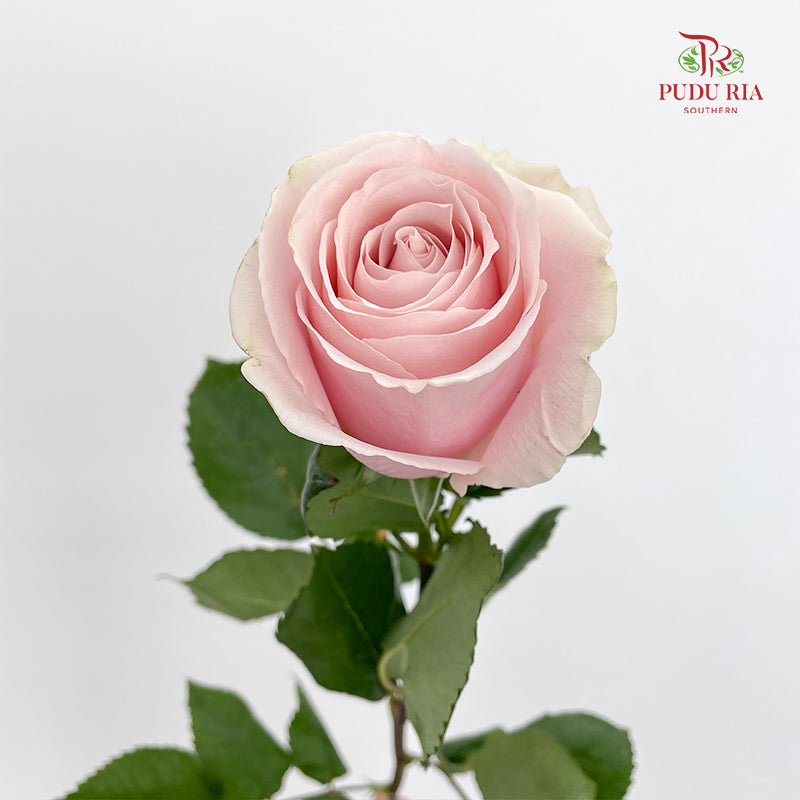 Rose Madonna - (8 - 10 Stems)